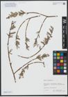Foto von Salix viminalis L.